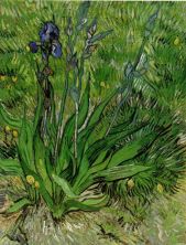 Haga click para ver la imagen ampliada 1889 the iris.jpg